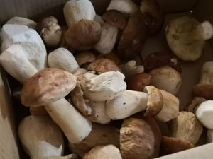 Photo du gite La Grange Neuve, à Montferrier dans l'Ariège, exterieur cueillette cepes 02